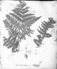 Pteridium aquilinum subsp. aquilinum image